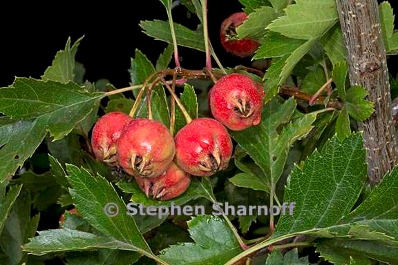 CRATAEGUS