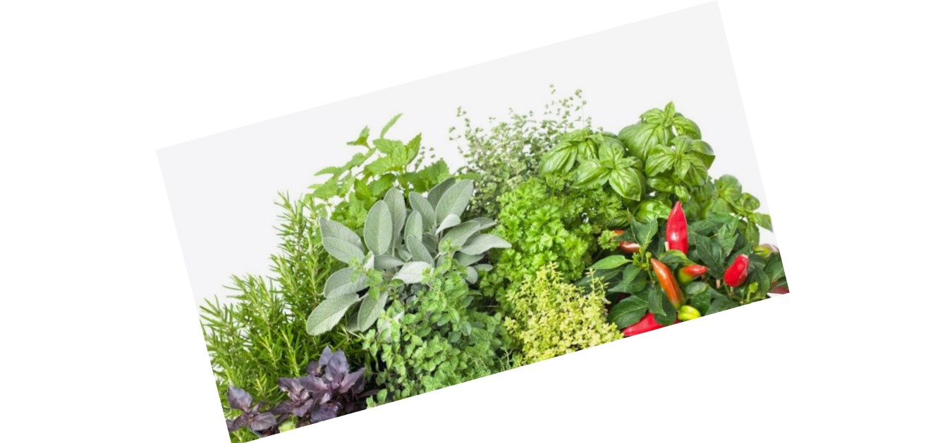 Herbs Varieties