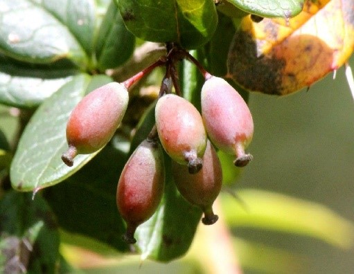 INDIAN BARBERI